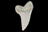 Mako Shark Tooth Fossil - Sharktooth Hill, CA #94726-1